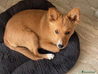 Meticcio cani Cookie un cucciolo speciale - Annuncio 1