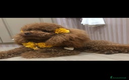 Barboncino cani in vendita: Barboncino Femmina a Città Metropolitana di Napoli - Immagine 2