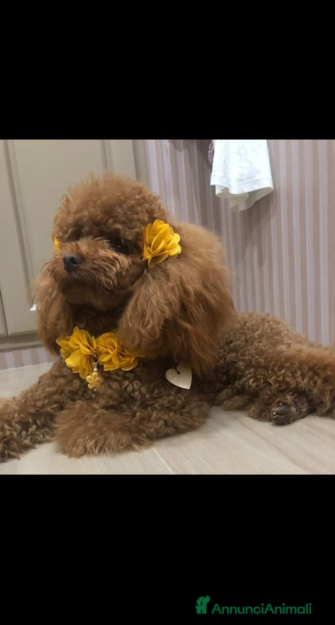 Barboncino cani in vendita: Barboncino Femmina a Città Metropolitana di Napoli - Immagine 2