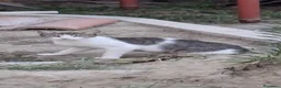 Meticcio gatti in regalo: 3mici 3mesi e mammina da salvare VOGHERA PV. - Annuncio 6
