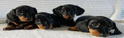 Bassotto cani in vendita: Bassotti Nani  - Annuncio 5