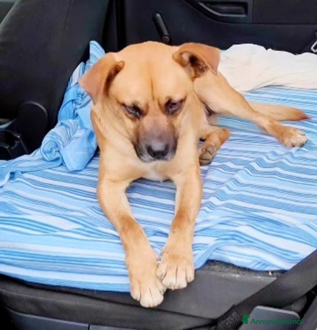 Meticcio cani in regalo: 1anno SALITO A MILANO E TORNATO IN CALABRIA!SOS a Città metropolitana di Milano - Annuncio 3