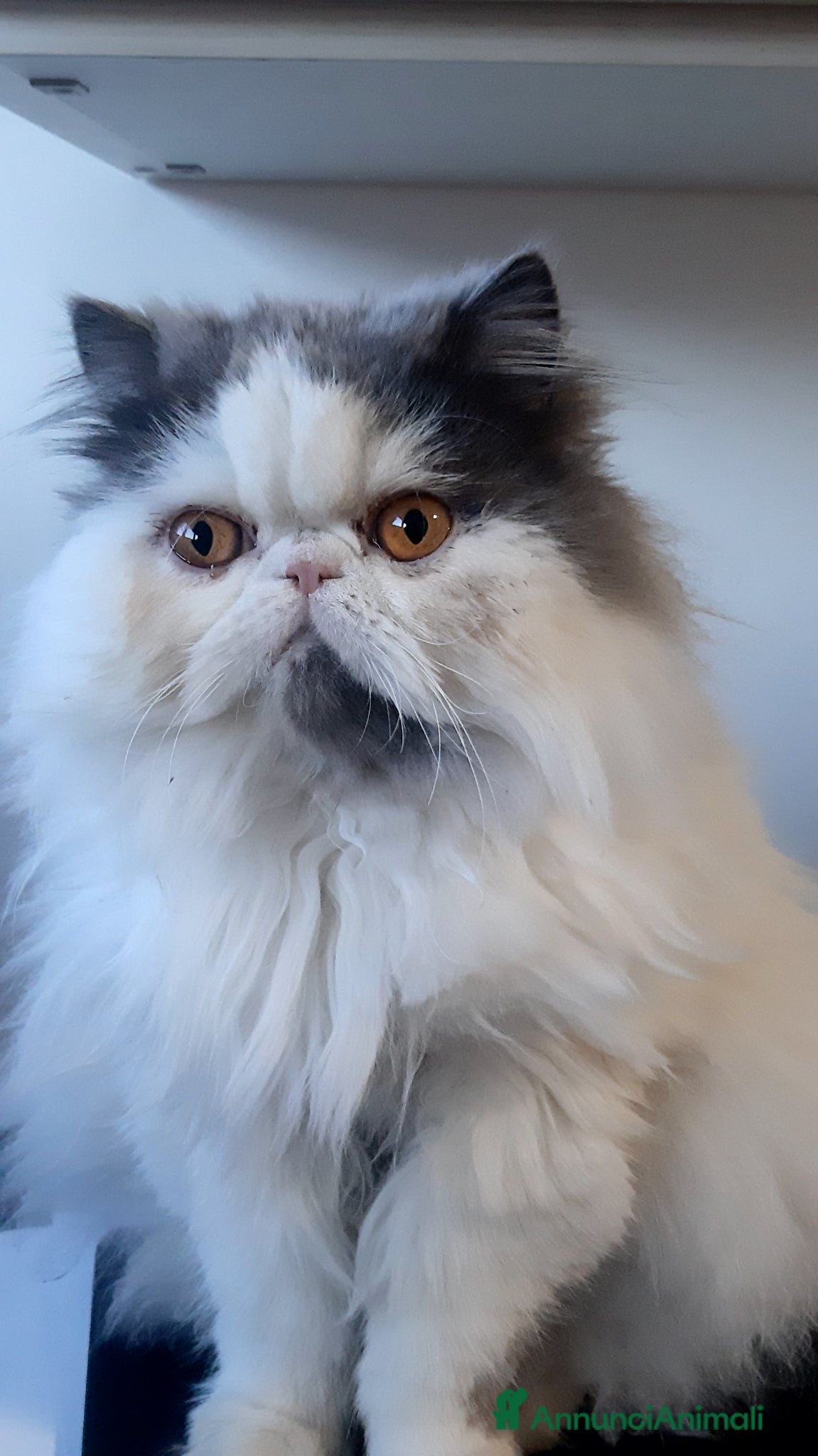 Persiano gatti Dolcissima persiana arlecchino blue/white - Annuncio 2