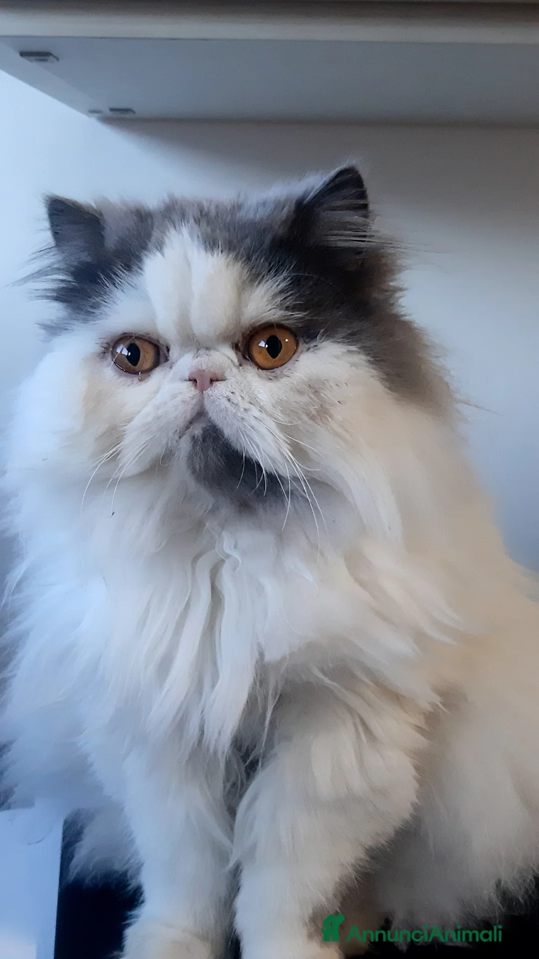 Persiano gatti per accoppiamento: Dolcissima persiana arlecchino blue/white a Provincia autonoma di Trento - Annuncio 1