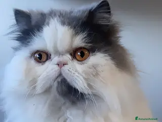 Persiano gatti Dolcissima persiana arlecchino blue/white - Annuncio 2