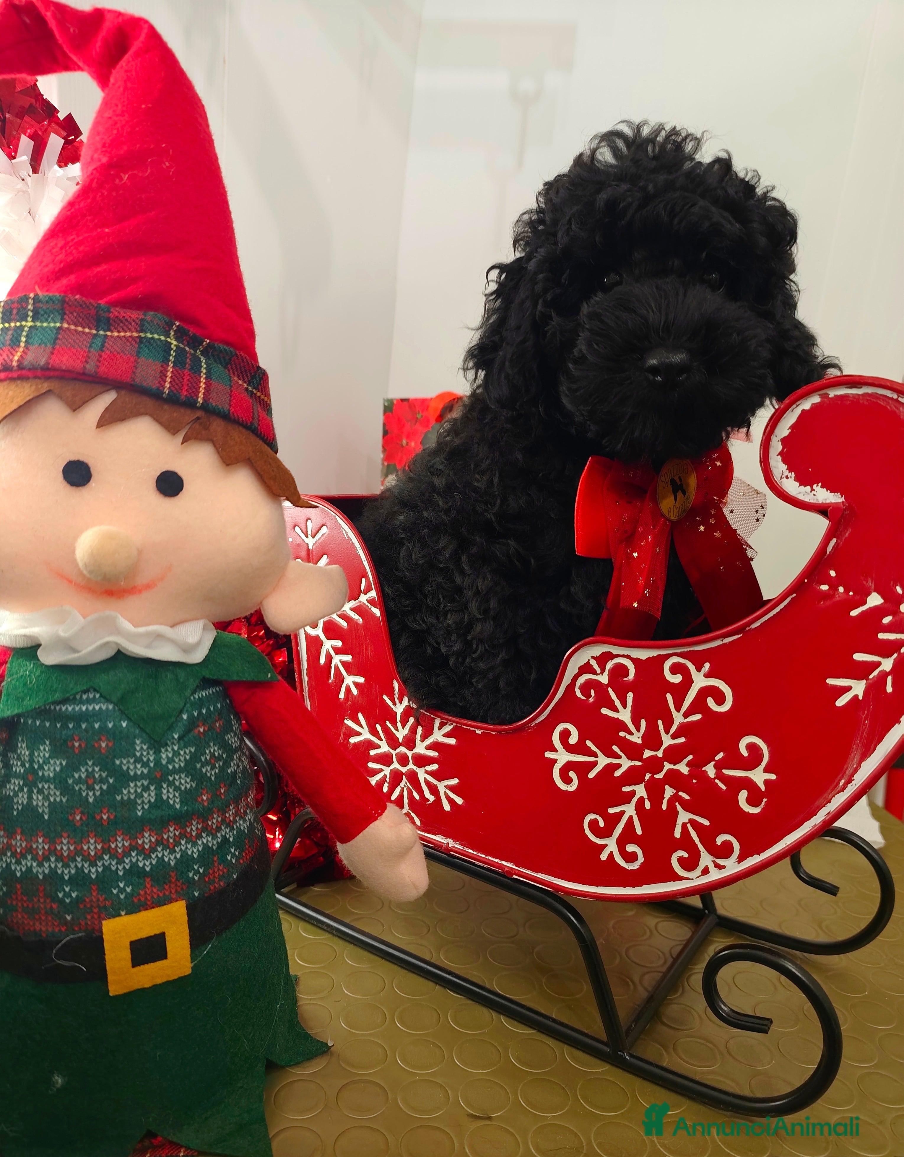 Barbone cani Disponibili 2 cuccioli di barboncino - Annuncio 1