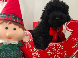 Barbone cani Disponibili 2 cuccioli di barboncino - Annuncio 1