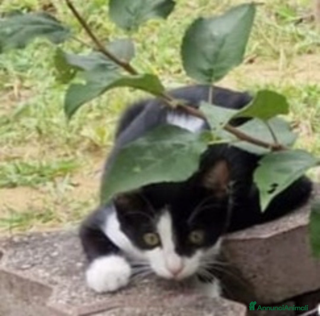 Europeo gatti in regalo: Micina bianca nera 5/6mesi SOS VOGHERA PV - Annuncio 2