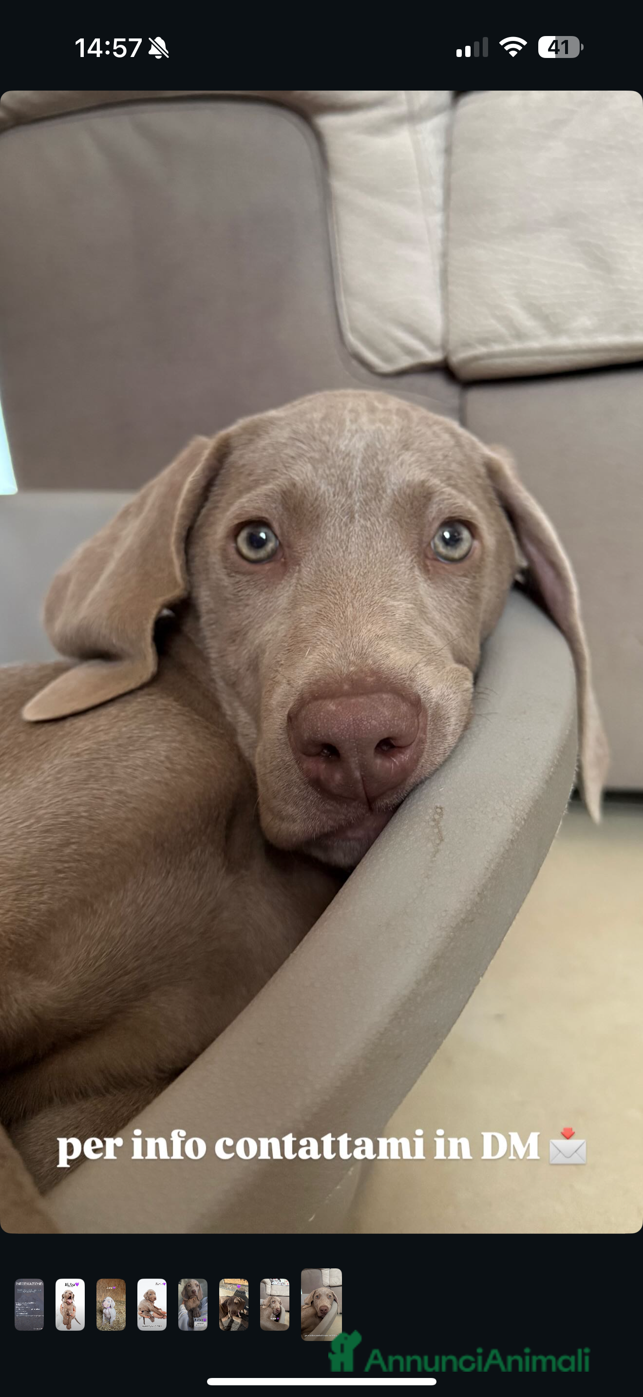 Weimaraner cani Ultima femmina di weimaraner con pedigree Enci - Annuncio 2