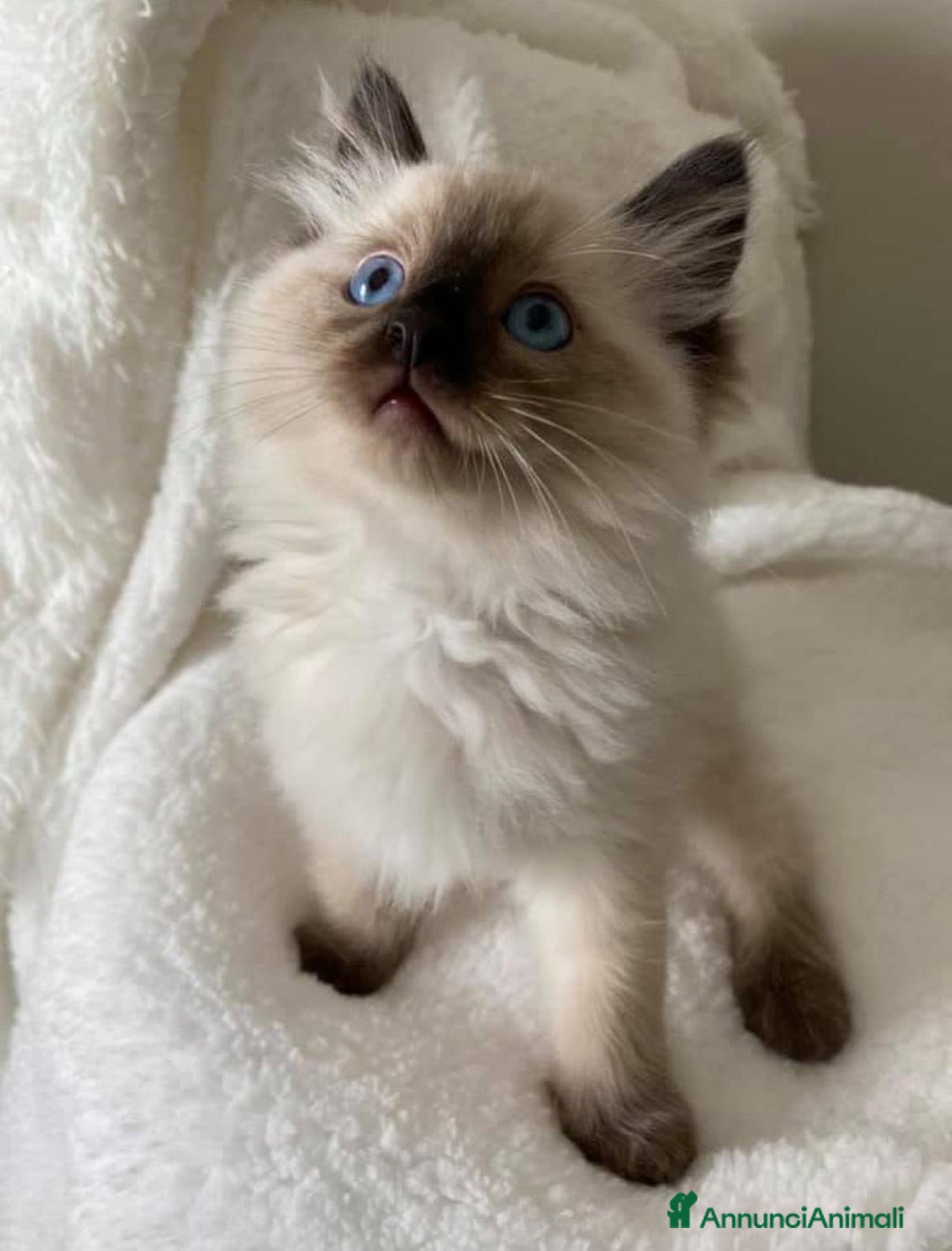 Ragdoll gatti in vendita: Cuccioli di ragdoll - Annuncio 6