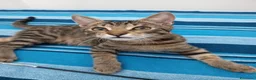 Europeo gatti in regalo: Tigro cerca casa! a Provincia di Chieti - Annuncio 1