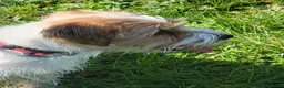 Jack Russell cani in vendita: Cucciolo maschio a Città metropolitana di Roma Capitale - Annuncio 4