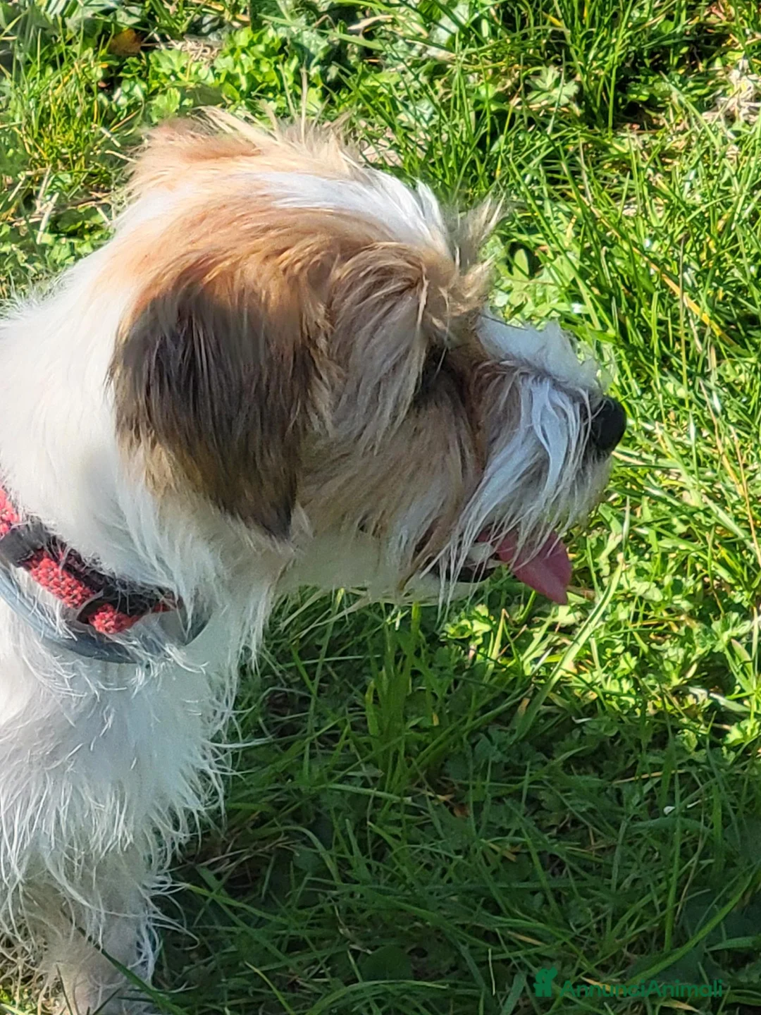 Jack Russell cani in vendita: Cucciolo maschio a Città metropolitana di Roma Capitale - Annuncio 4