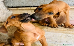 Rhodesian Ridgeback cani in vendita: Cuccioli pronti ad essere accolti  - Immagine 13