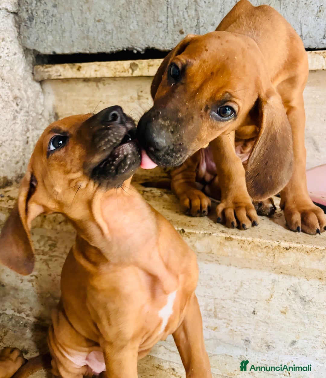 Rhodesian Ridgeback cani in vendita: Cuccioli pronti ad essere accolti  - Immagine 13