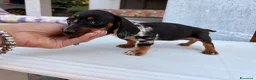Bassotto cani in vendita: Bassottina - Annuncio 4