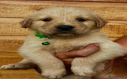 Golden Retriever cani in vendita: Golden retriever americano  - Annuncio 2