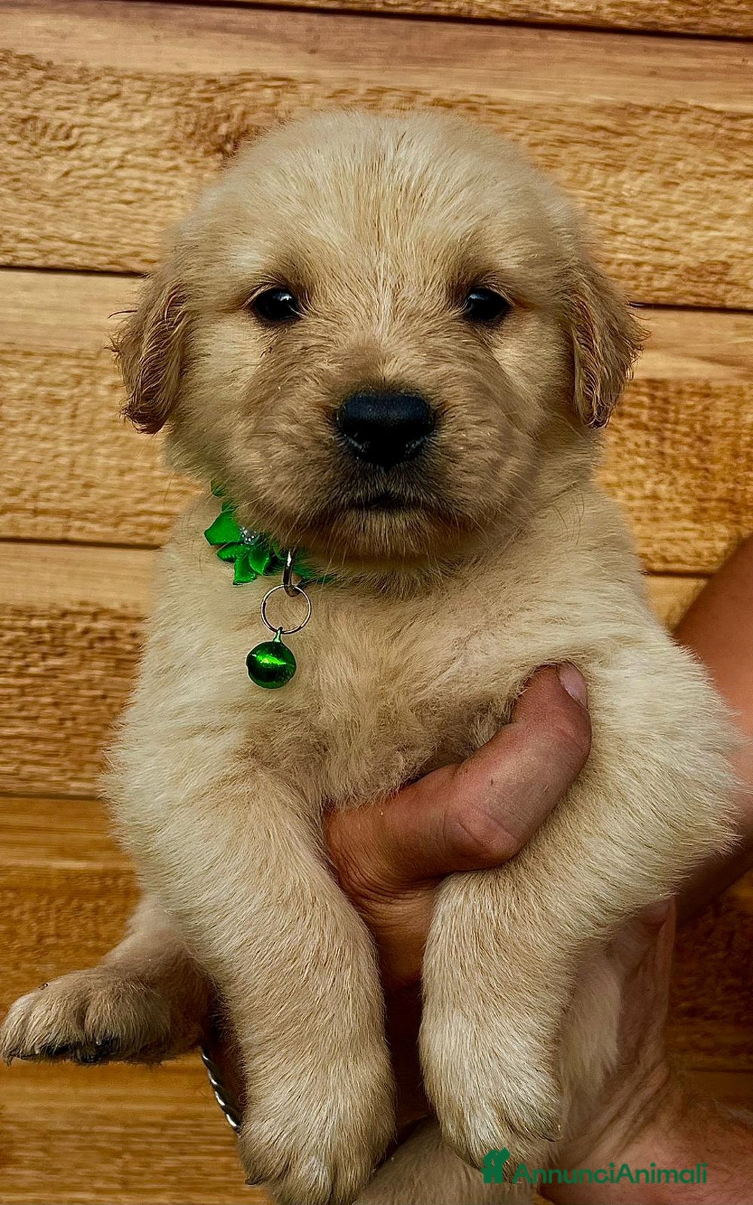 Golden Retriever cani in vendita: Golden retriever americano  - Annuncio 2