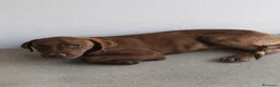 Pitbull cani in regalo: Nocciola - Annuncio 1
