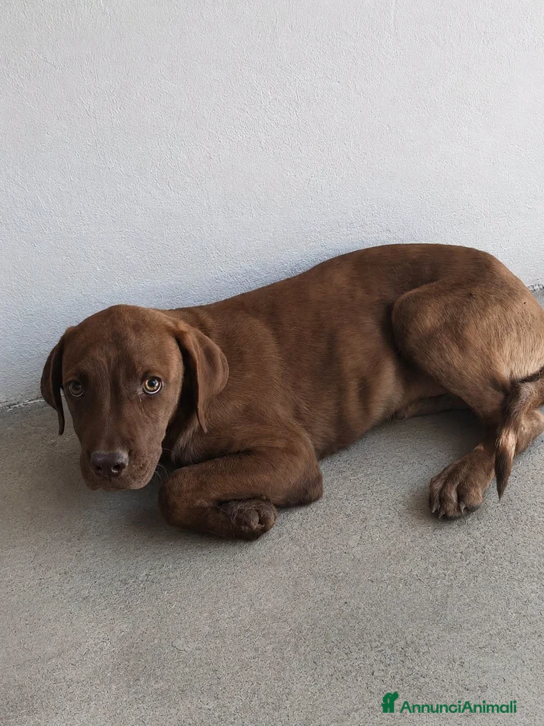 Pitbull cani in regalo: Nocciola - Annuncio 1