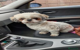 Shih Tzu cani in vendita: Maschio Shitzu con pedigree  a Provincia di Brescia - Immagine 8