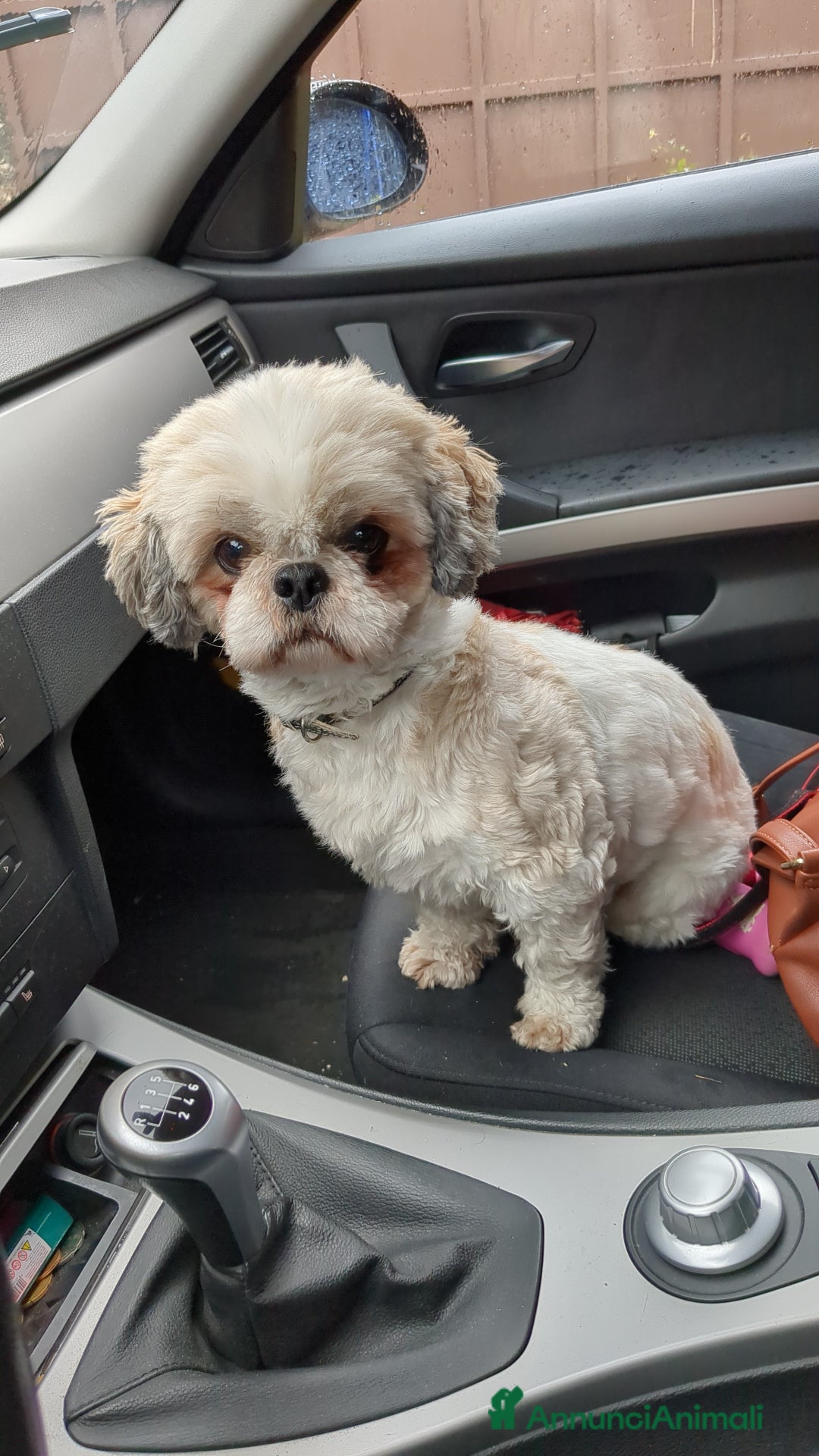 Shih Tzu cani in vendita: Maschio Shitzu con pedigree  a Provincia di Brescia - Immagine 8