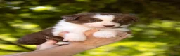 Australian Shepherd cani in vendita: Cuccioli pastore australiano con pedigree - Annuncio 9