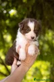 Australian Shepherd Cucciolo 10