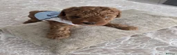 Barboncino cani in vendita: Barboncino  a Provincia di Vercelli - Annuncio 7