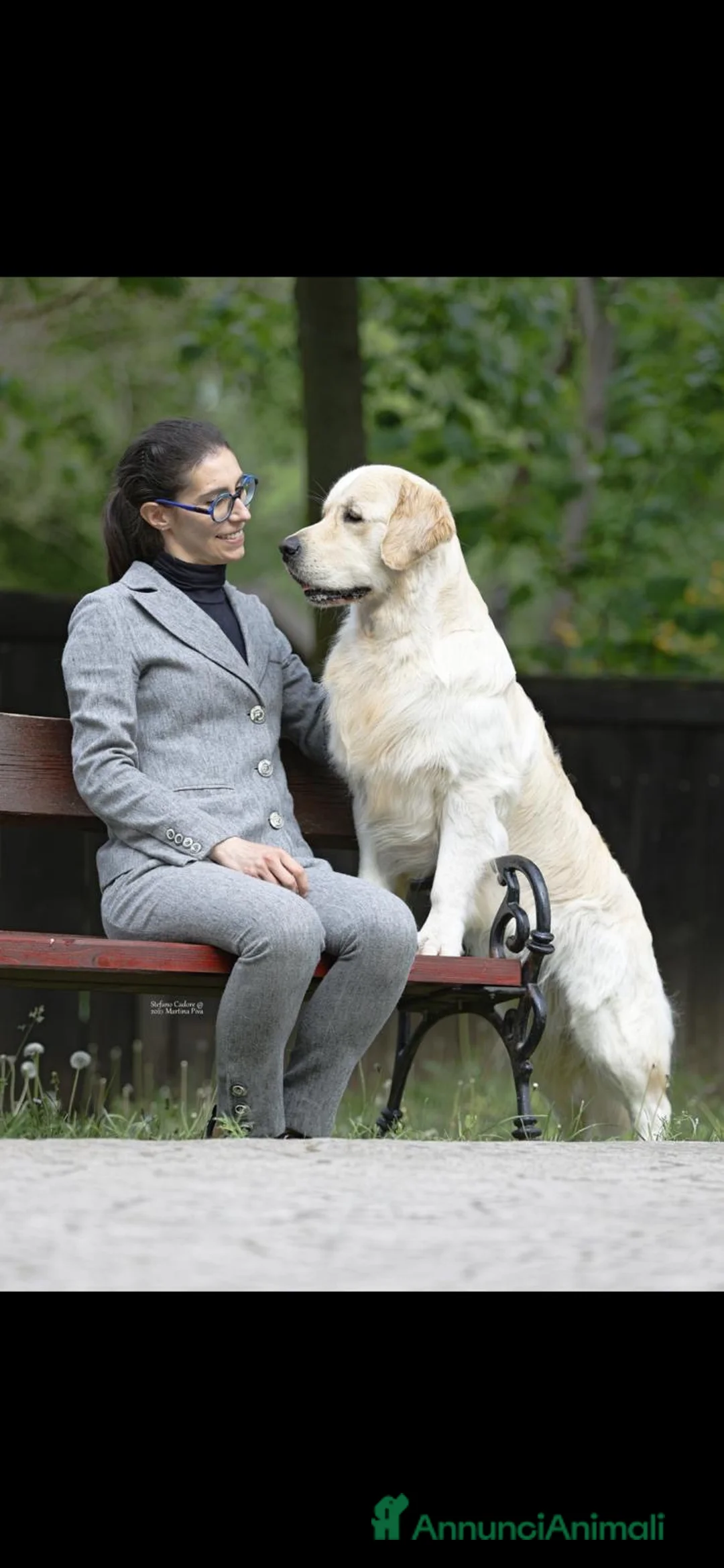 Golden Retriever cani in vendita: Cuccioli Golden Retriver linea inglese  - Annuncio 5
