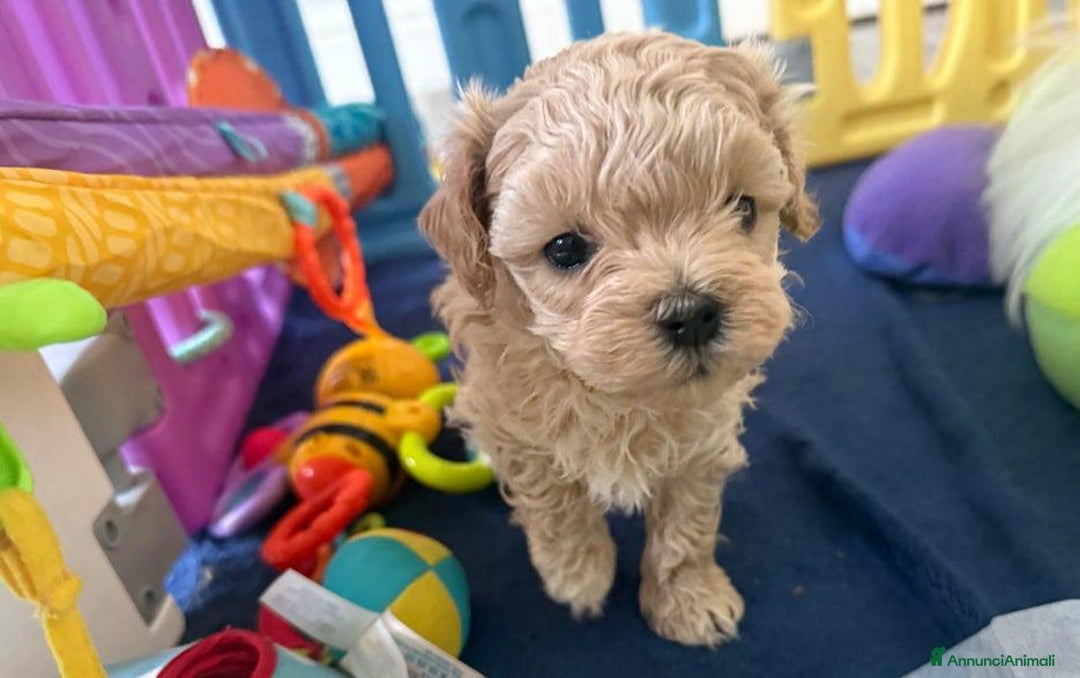 Meticcio cani in vendita: Bellissimi Maltipoo Mini F1 - Annuncio 4
