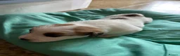 Jack Russell cani in vendita: Cuccioli Jack Russel Terrier Alta genealogia  - Annuncio 22