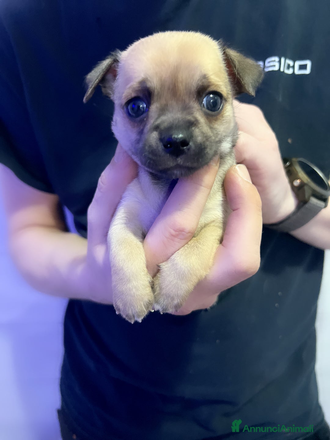 Chihuahua cani in vendita: Chihuahua  - Annuncio 8