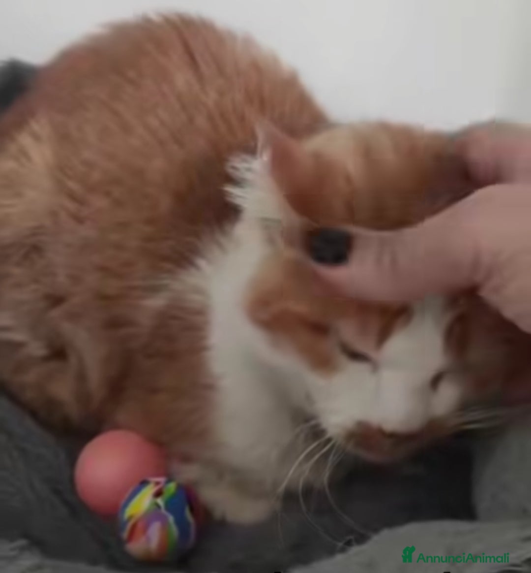 Europeo gatti in regalo: Una famiglia per Lea - Annuncio 5