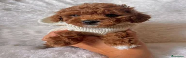 Maltipoo 4