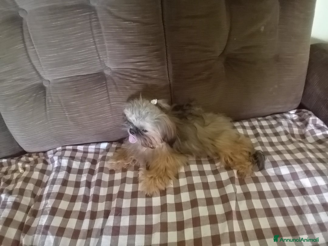 Shih Tzu cani in vendita: Shi tzu - Annuncio 7