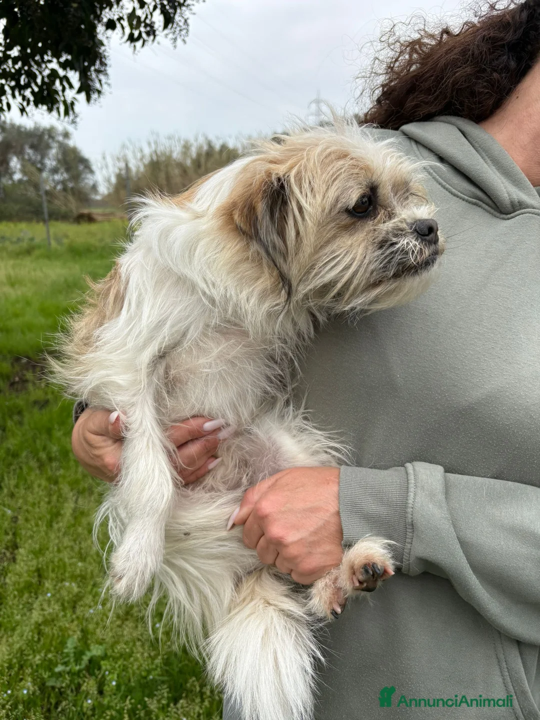 Meticcio cani in regalo: CAGNOLINA TG PICCOLA - Annuncio 2
