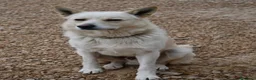 Meticcio cani in regalo: Cesare 1anno e 2abbandoni,presto in strada! PUGLIA - Annuncio 1