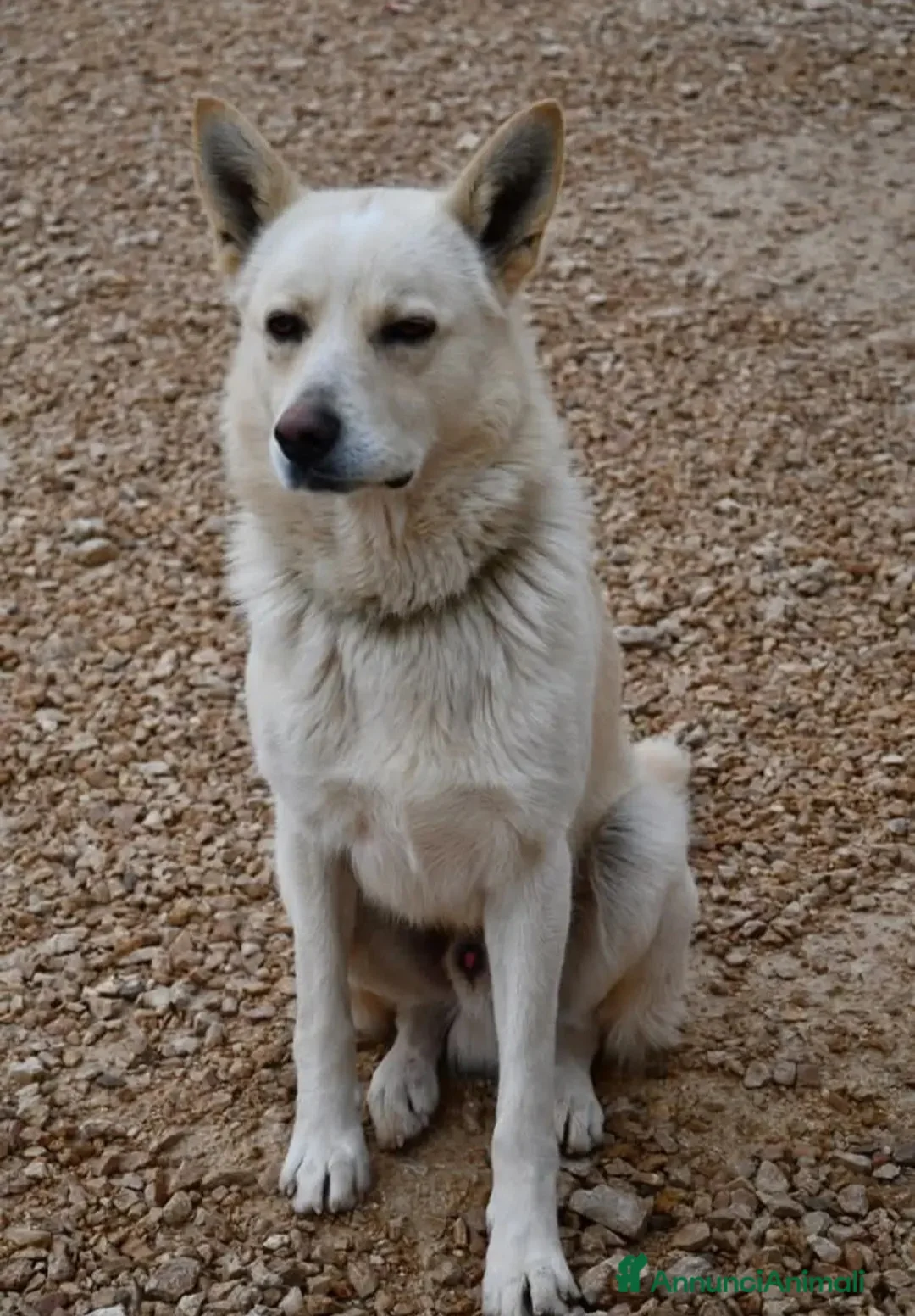 Meticcio cani in regalo: Cesare 1anno e 2abbandoni,presto in strada! PUGLIA - Annuncio 1