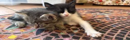 Meticcio gatti in regalo: Gattini - Annuncio 5