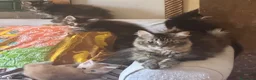 Maine Coon gatti in vendita: MAINE COON SHADED PREGIATI cuccioli  - Annuncio 2