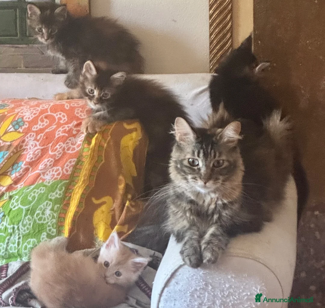 Maine Coon gatti in vendita: MAINE COON SHADED PREGIATI cuccioli  - Annuncio 2