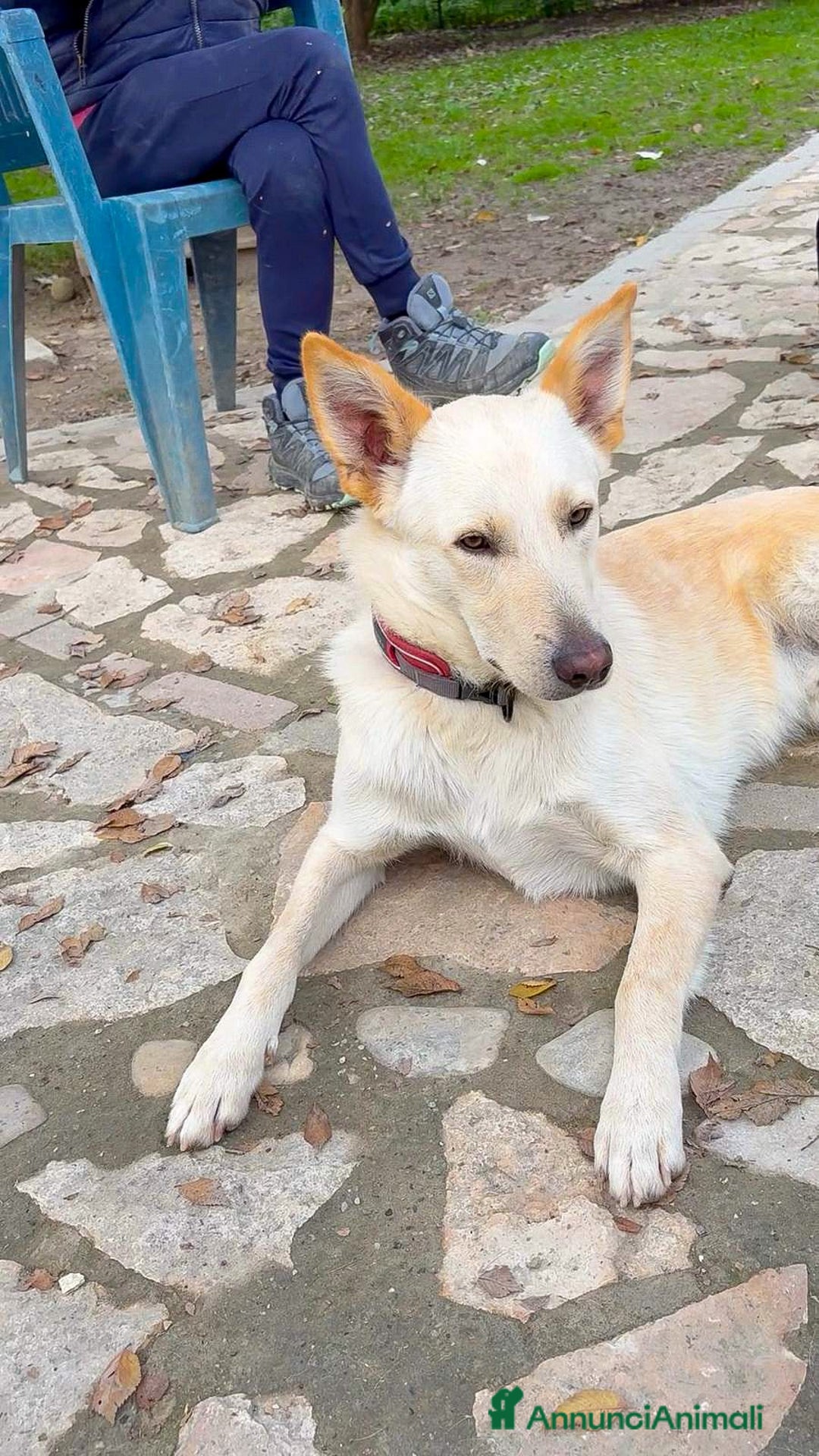 Meticcio cani in regalo: ROMEO 💙 -  vi farà innamorare! Energia pura! - Annuncio 11