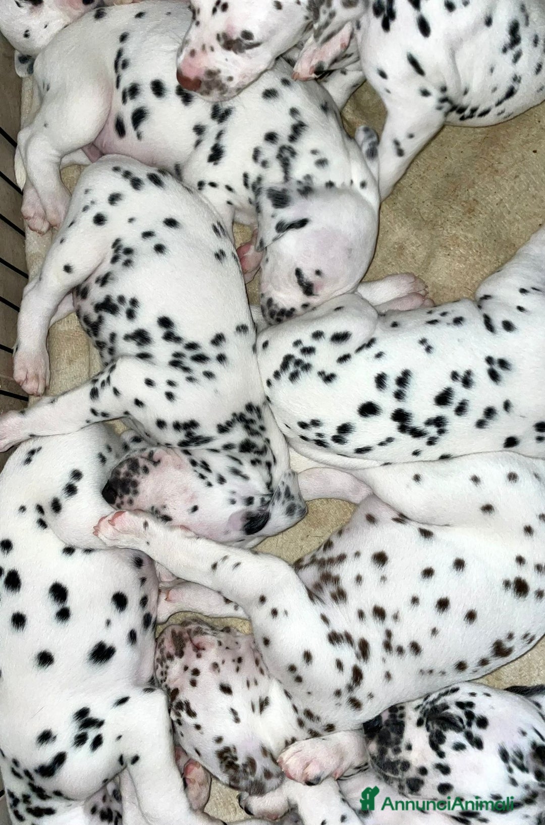 Dalmata cani in vendita: Cuccioli Dalmata con Pedigree - Annuncio 3