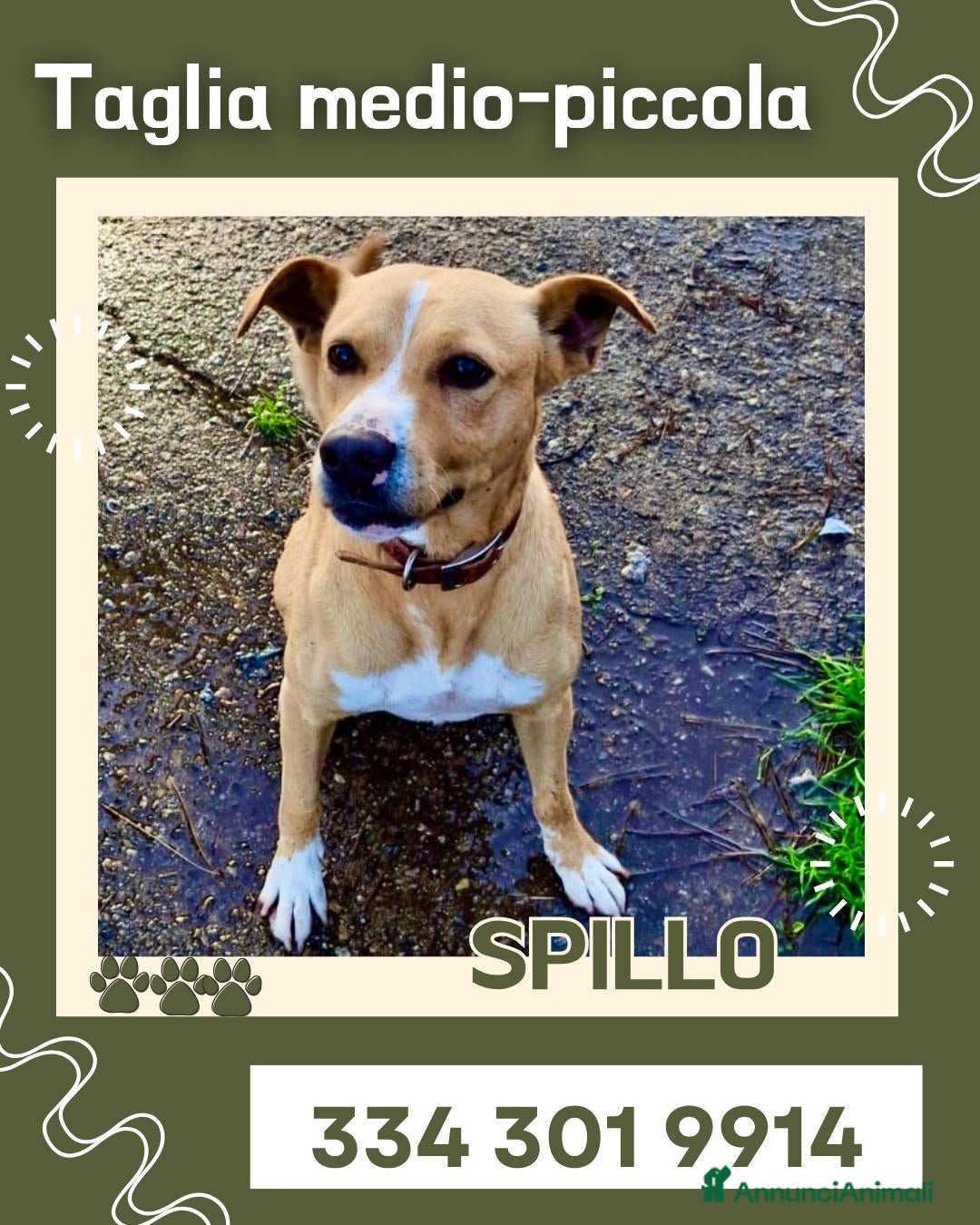 Meticcio cani SPILLO 💙 - taglia medio/piccola cerca casa 🙏🏻🥺 - Annuncio 37