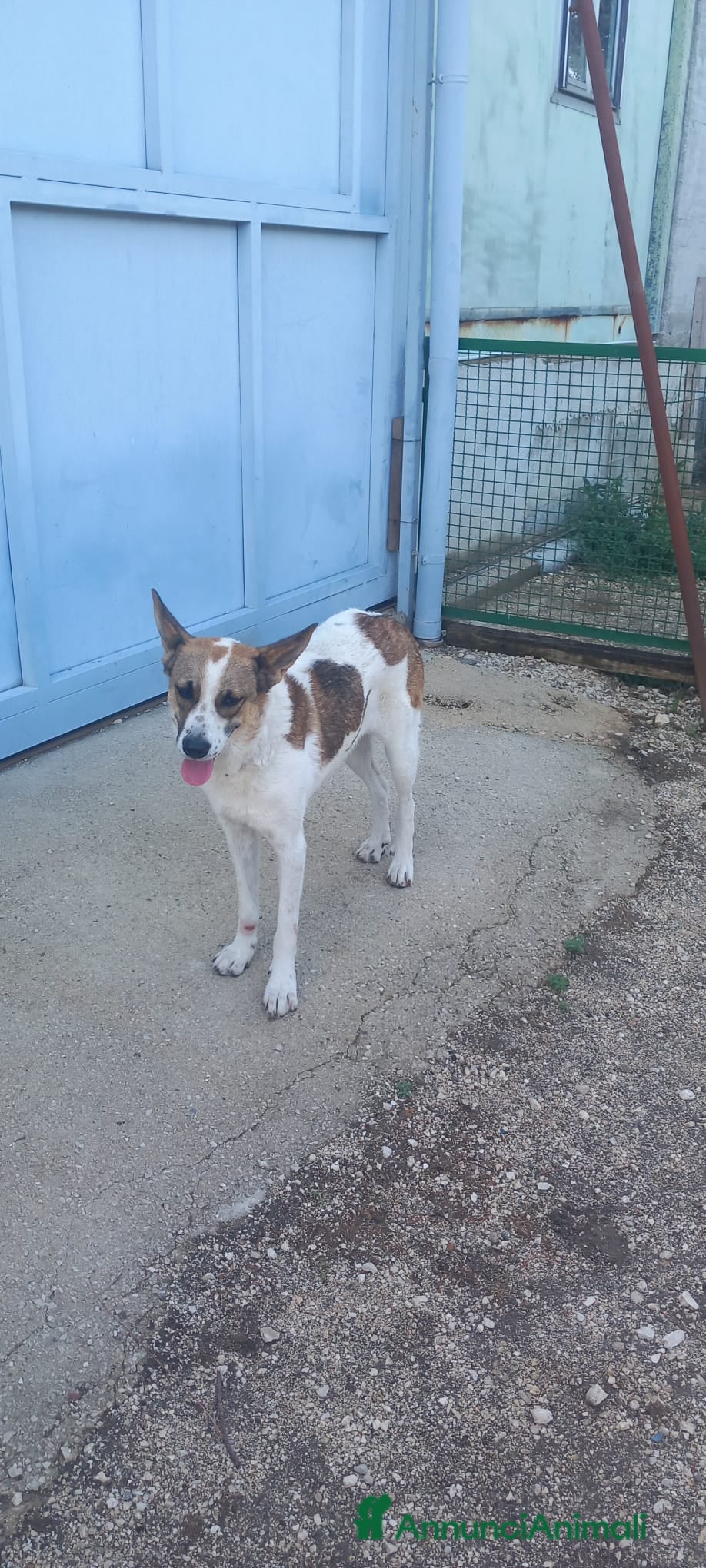 Meticcio cani Bianca, simil pastorina!  - Annuncio 31