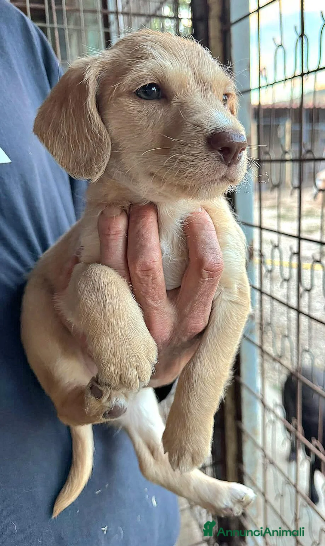 Meticcio cani in regalo: Olga 2 mesi mix lagotto - Annuncio 5