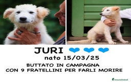 Meticcio cani in regalo: Juri, 4 mesi a Provincia di Bergamo - Immagine 1
