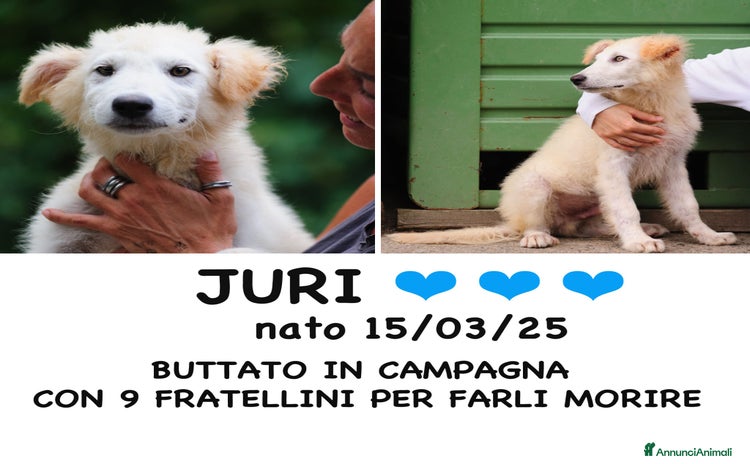 Meticcio cani a Provincia di Bergamo - Annuncio 5