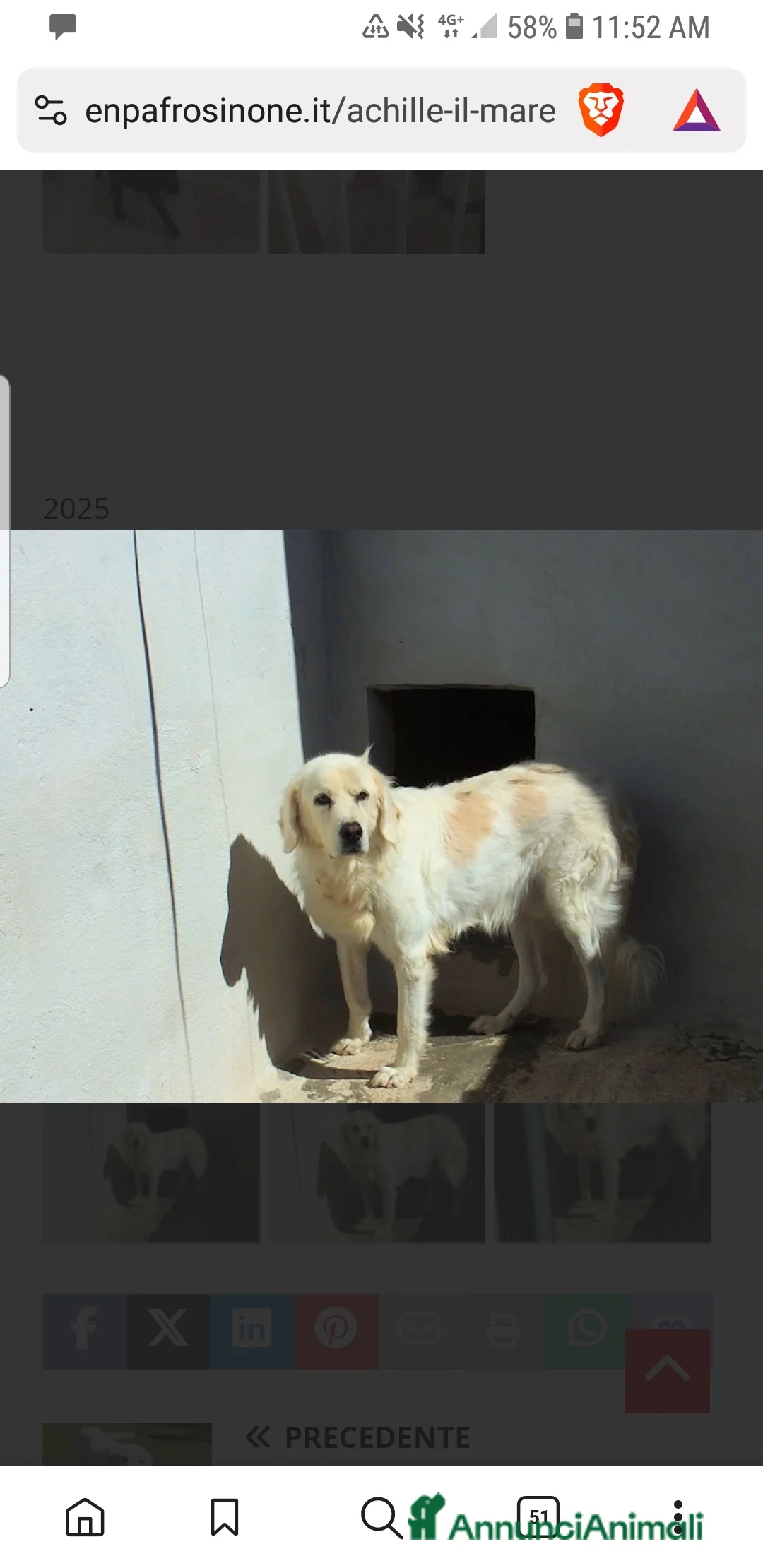 Meticcio cani in regalo: ACHILLE , BELLO SOLENNE E BUONO - Annuncio 6